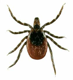 Tick